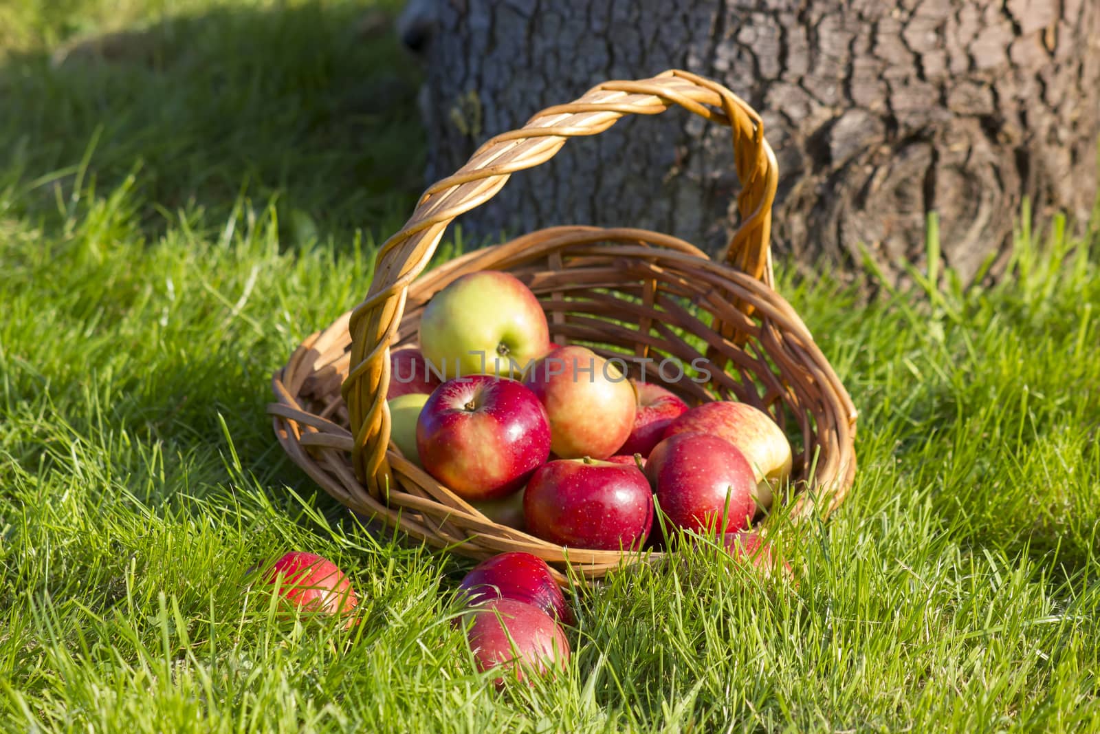 fresh apples in a basket