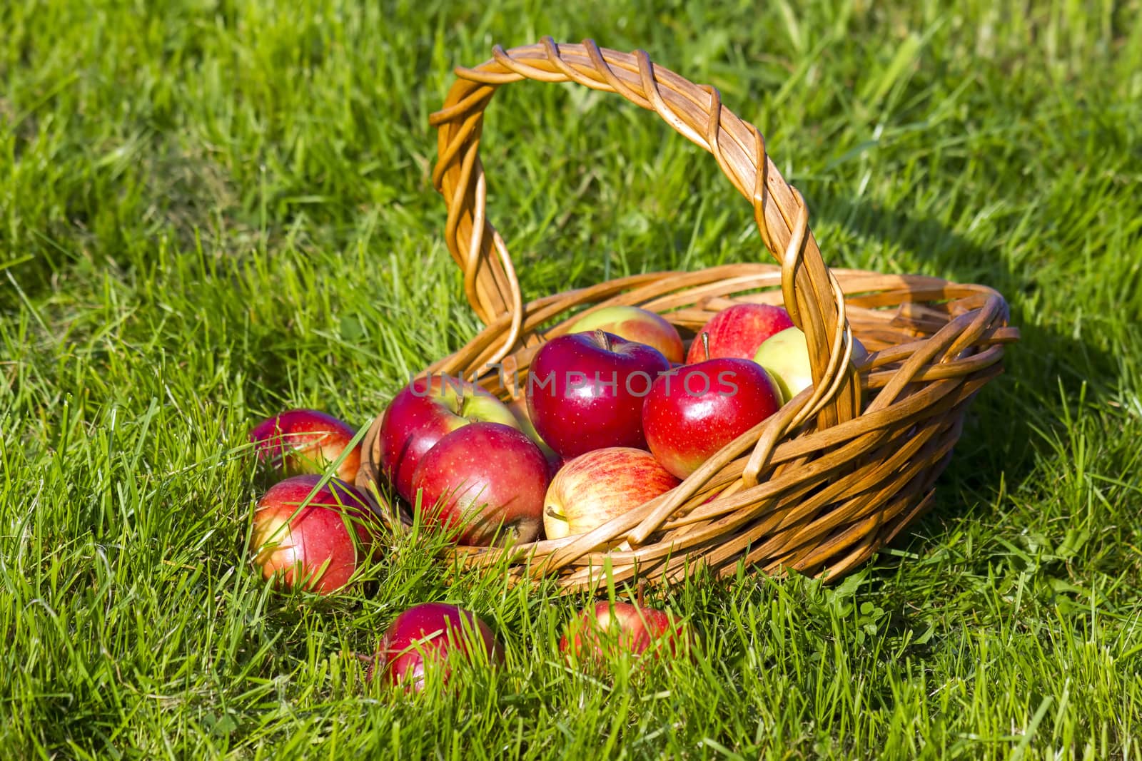 fresh apples in a basket