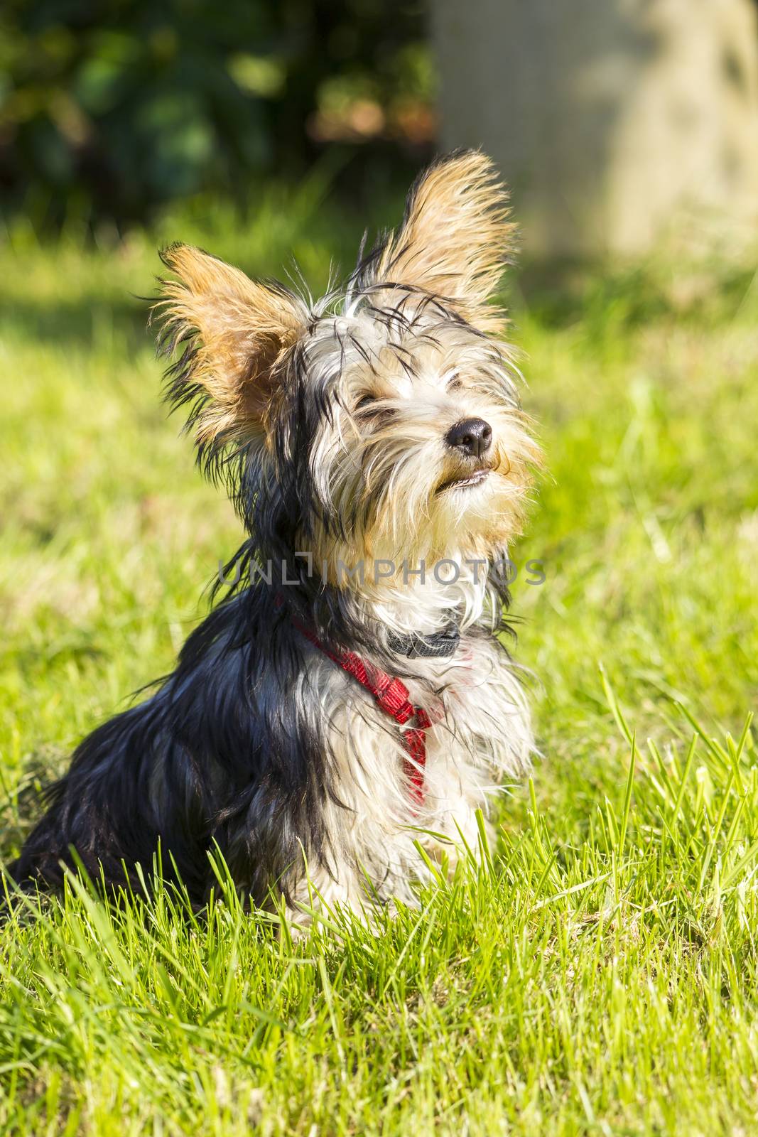 yorkshire terrier by miradrozdowski