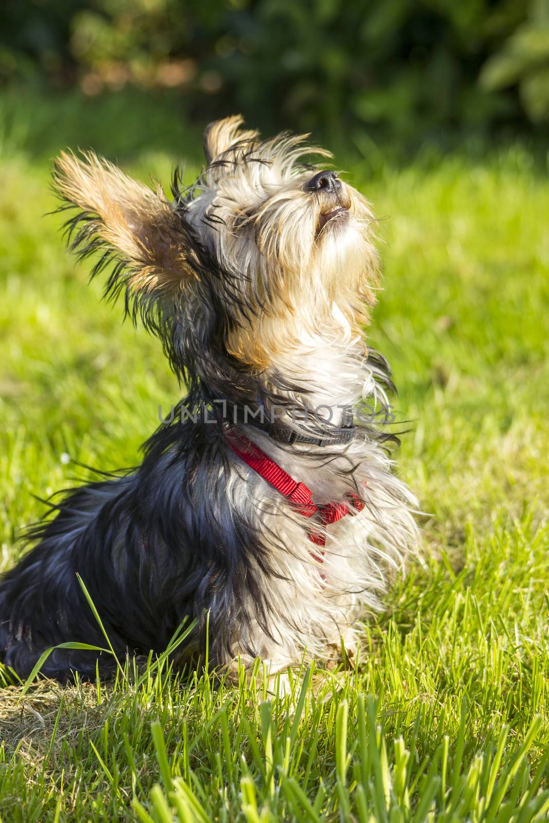 yorkshire terrier by miradrozdowski