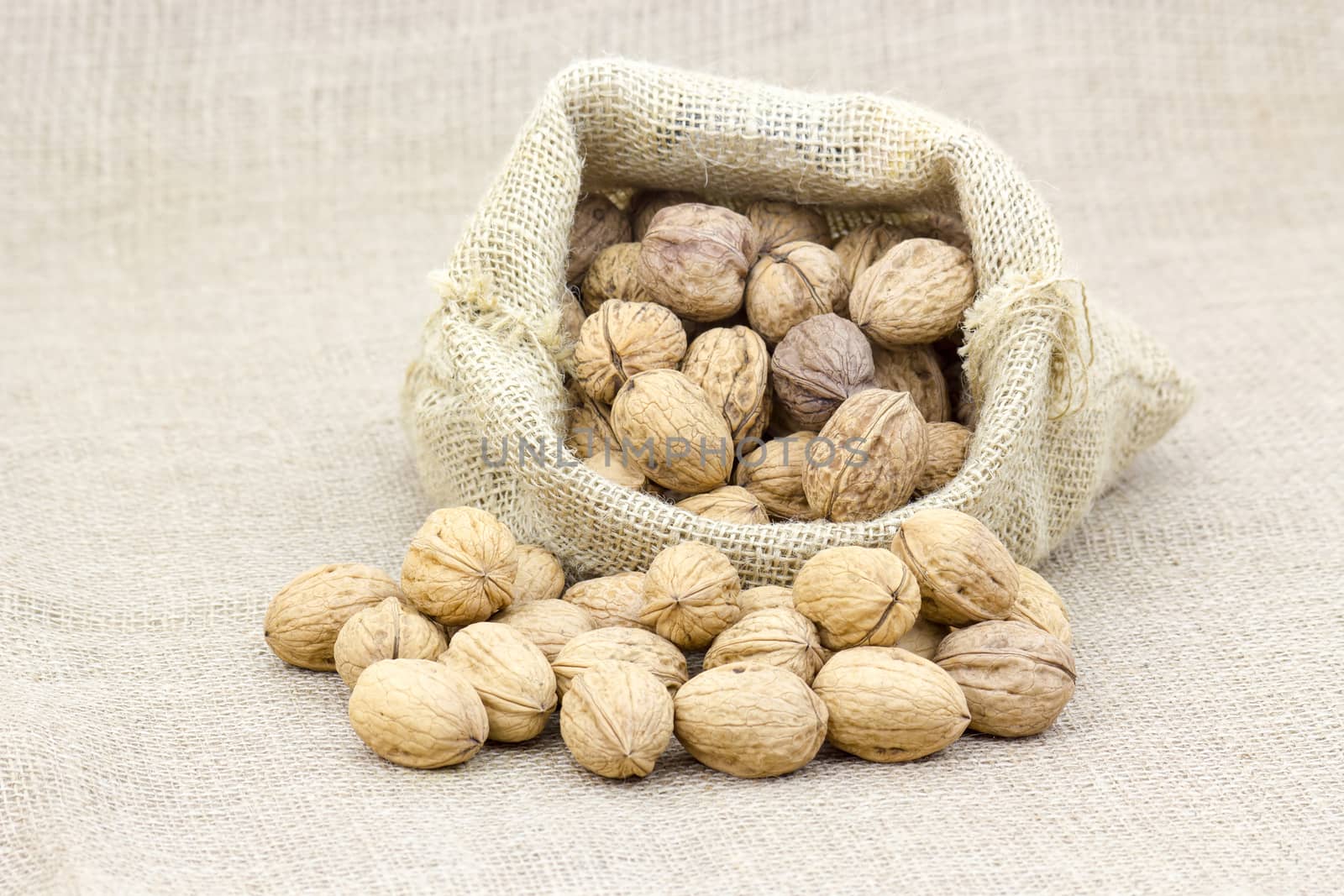 Burlap sack full of whole walnuts by miradrozdowski