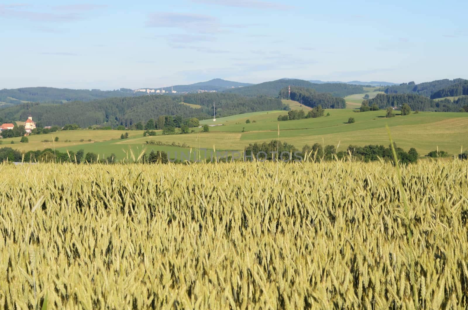 grain field