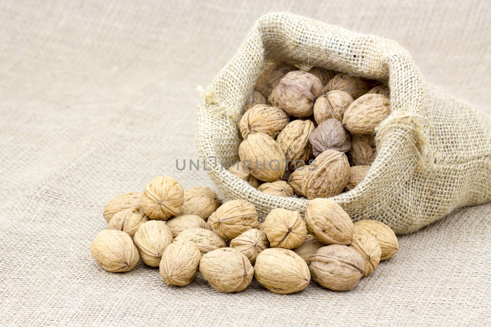 Burlap sack full of whole walnuts