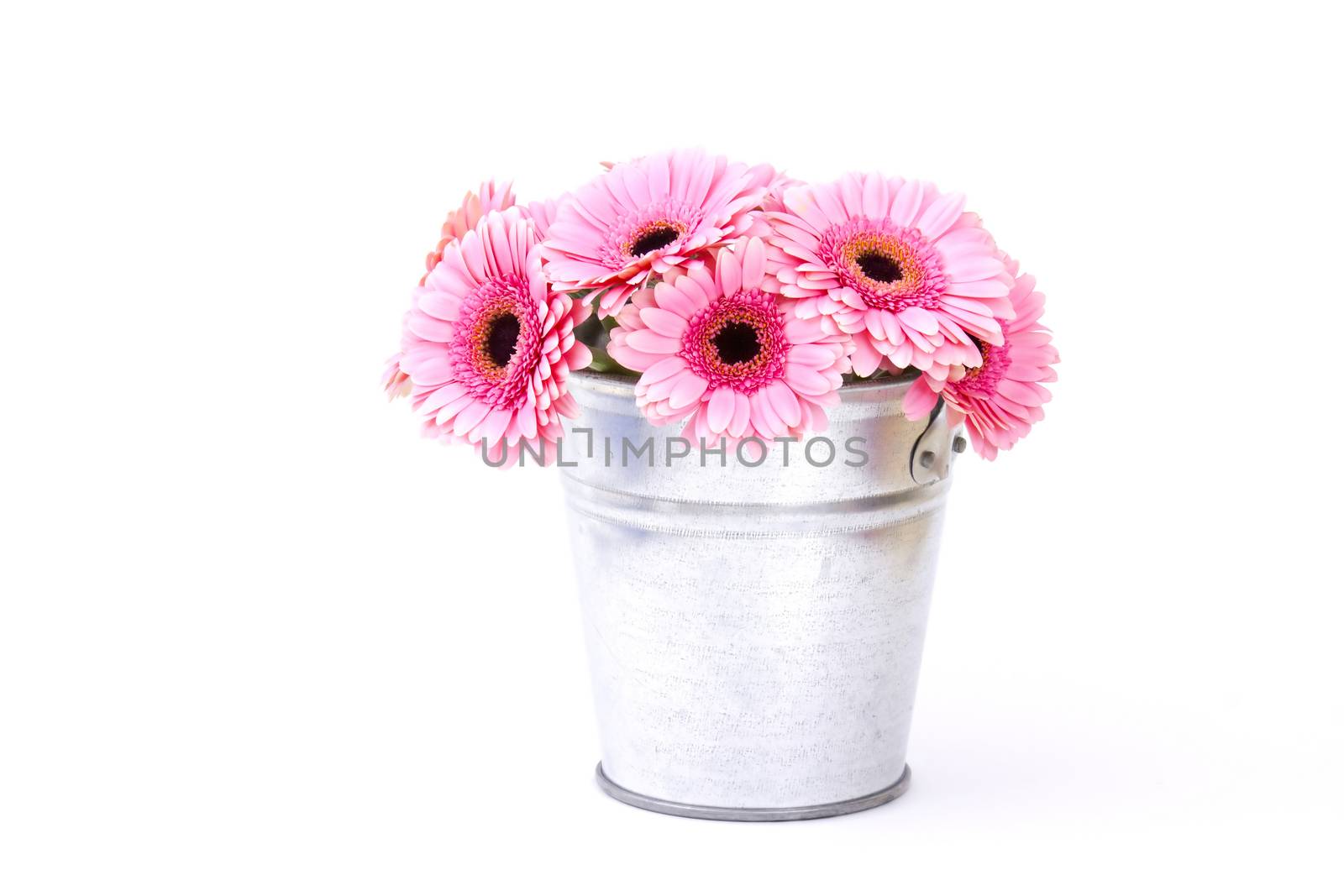 pink gerbera flowers in a bucket