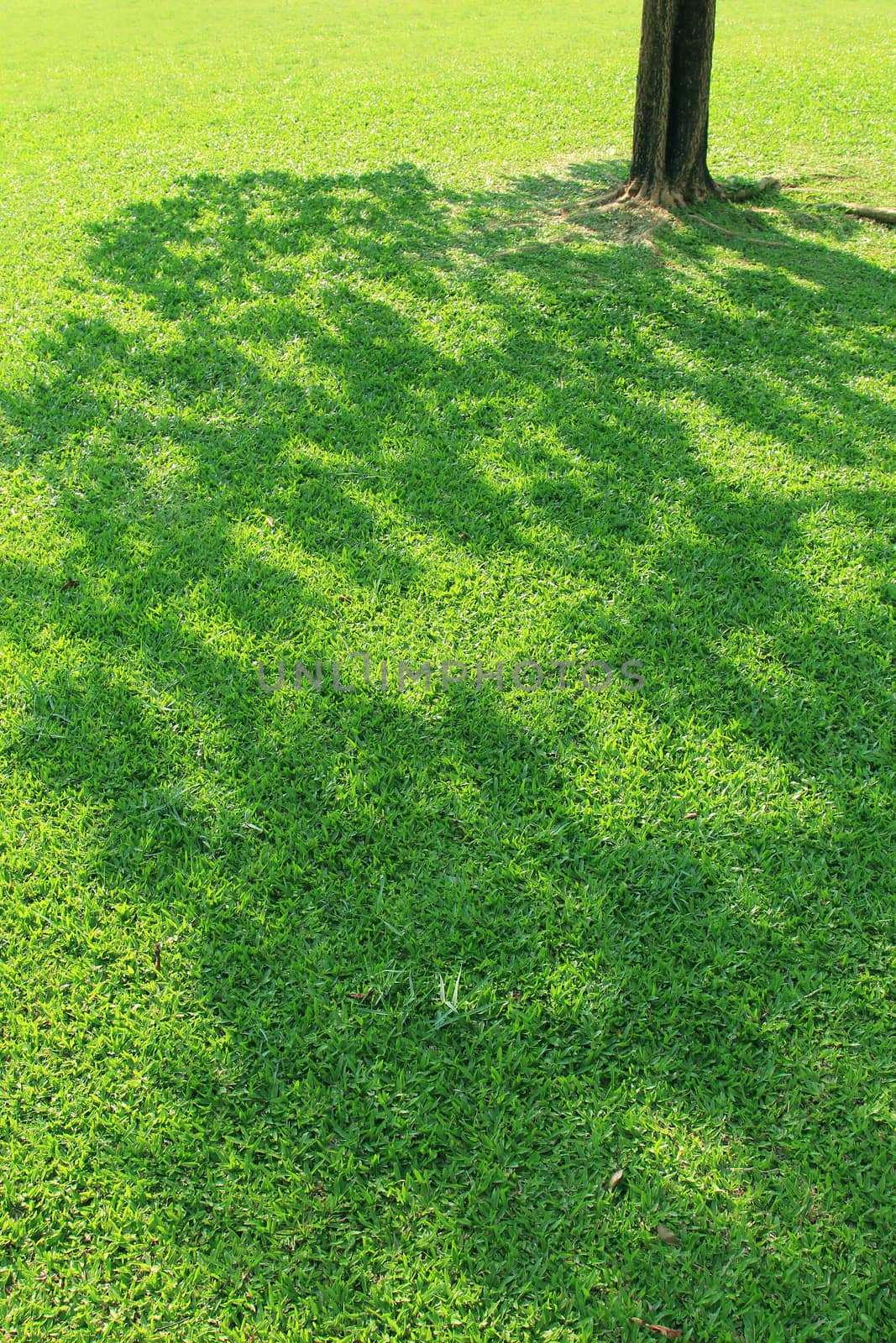 Shadows of The Tree