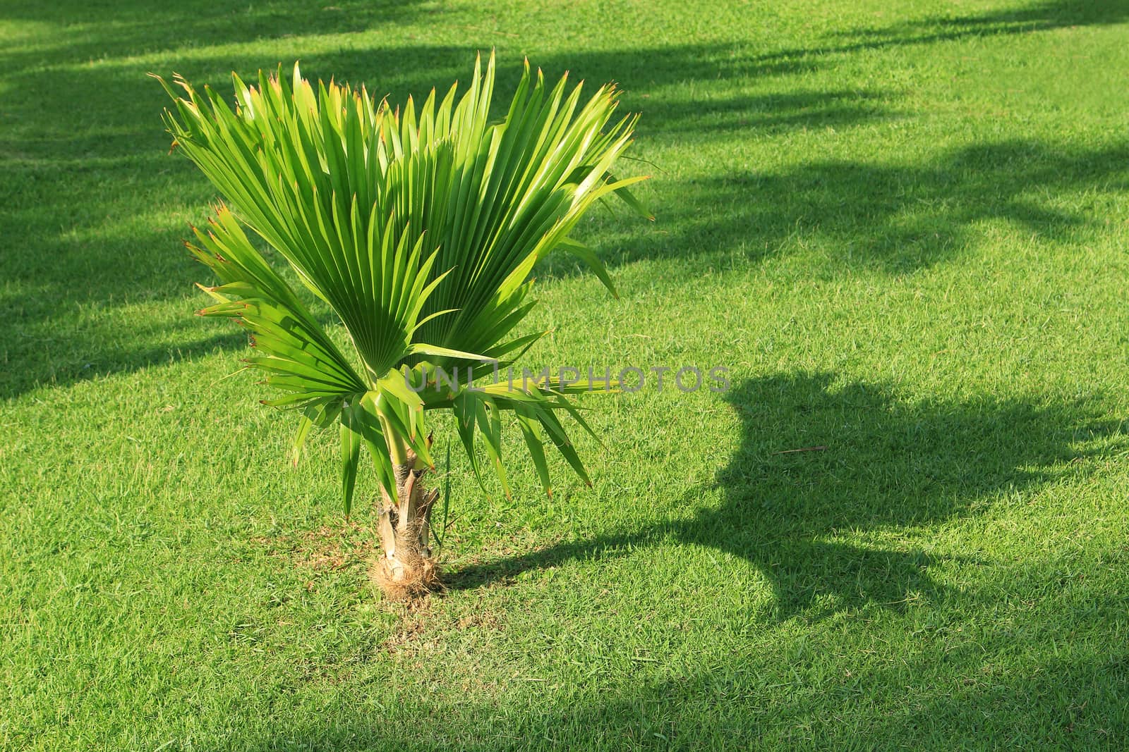 Little Palm Tree in Park