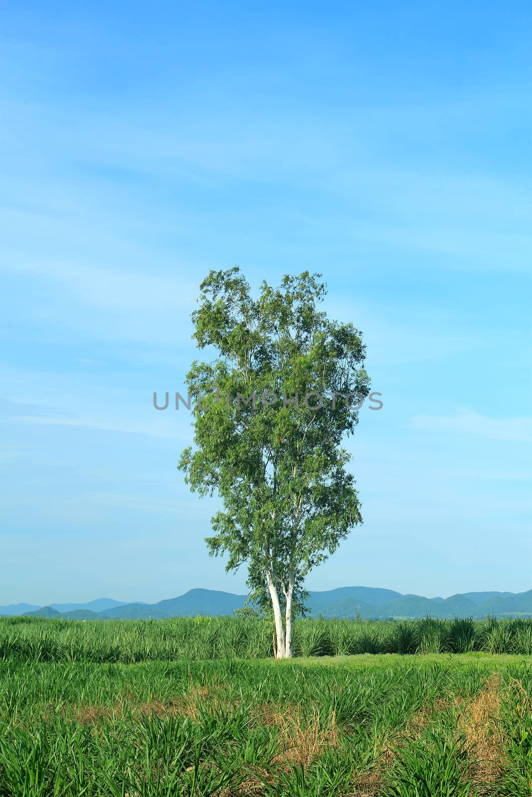 Lone tree