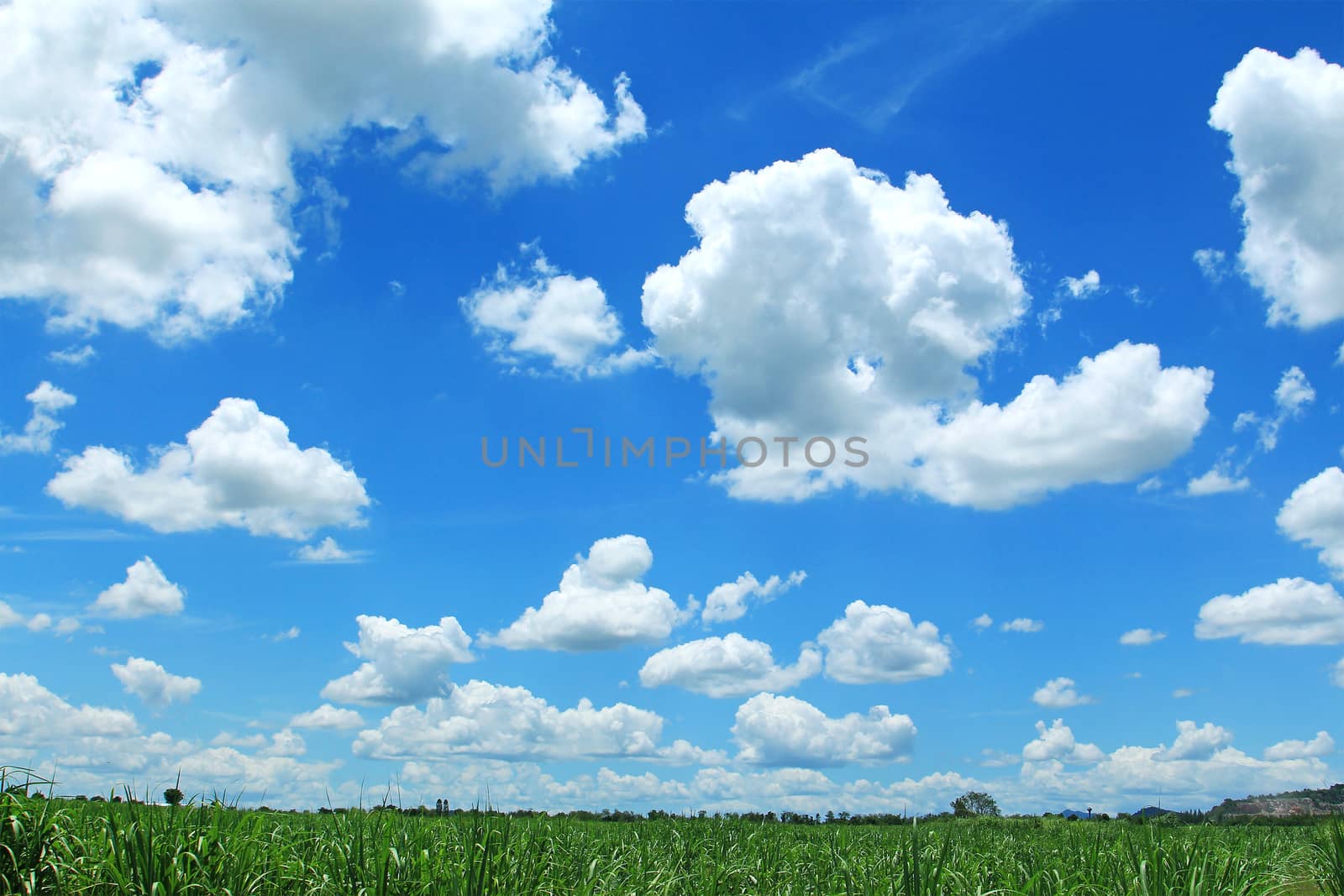 Field on background of the blue sky by foto76