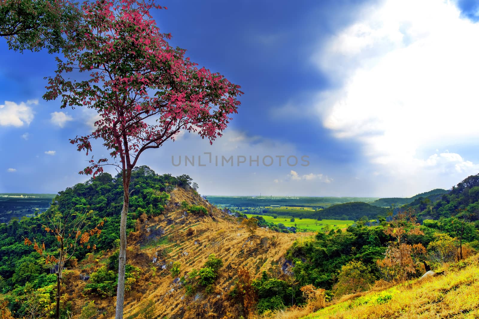 Red Tree on Khao Chom Hae Hill in Rayong.