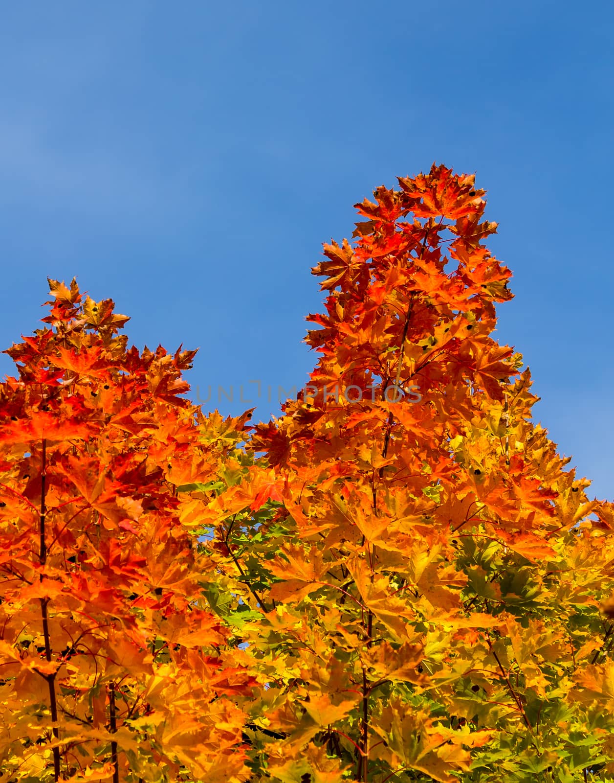 All the autumns colors in maple leafs against the blue sky portrait