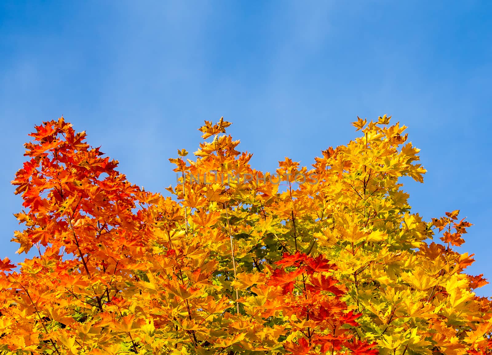 Colorful maple leafs by Alexanderphoto