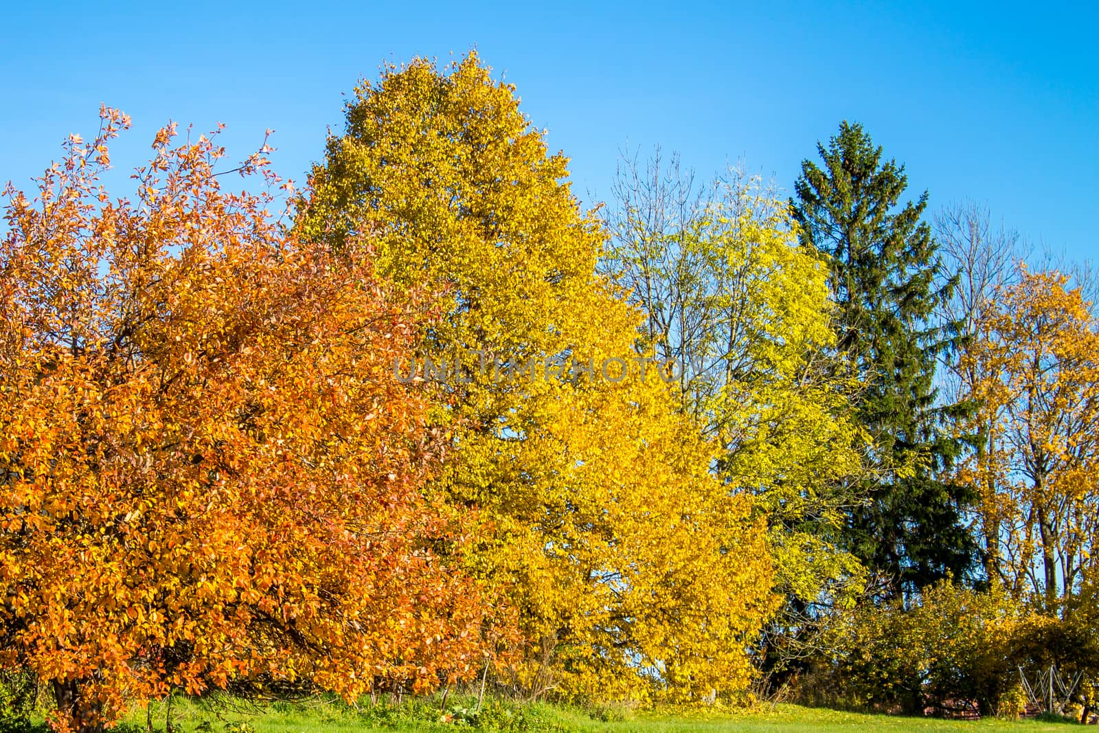 Bright colored autumn forest against the clear blue sky