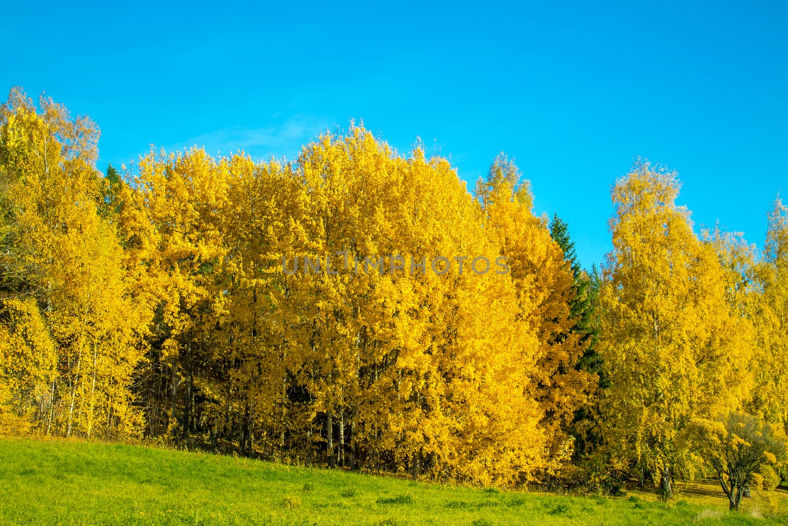 Bright yellow autumn forest against the clear blue sky