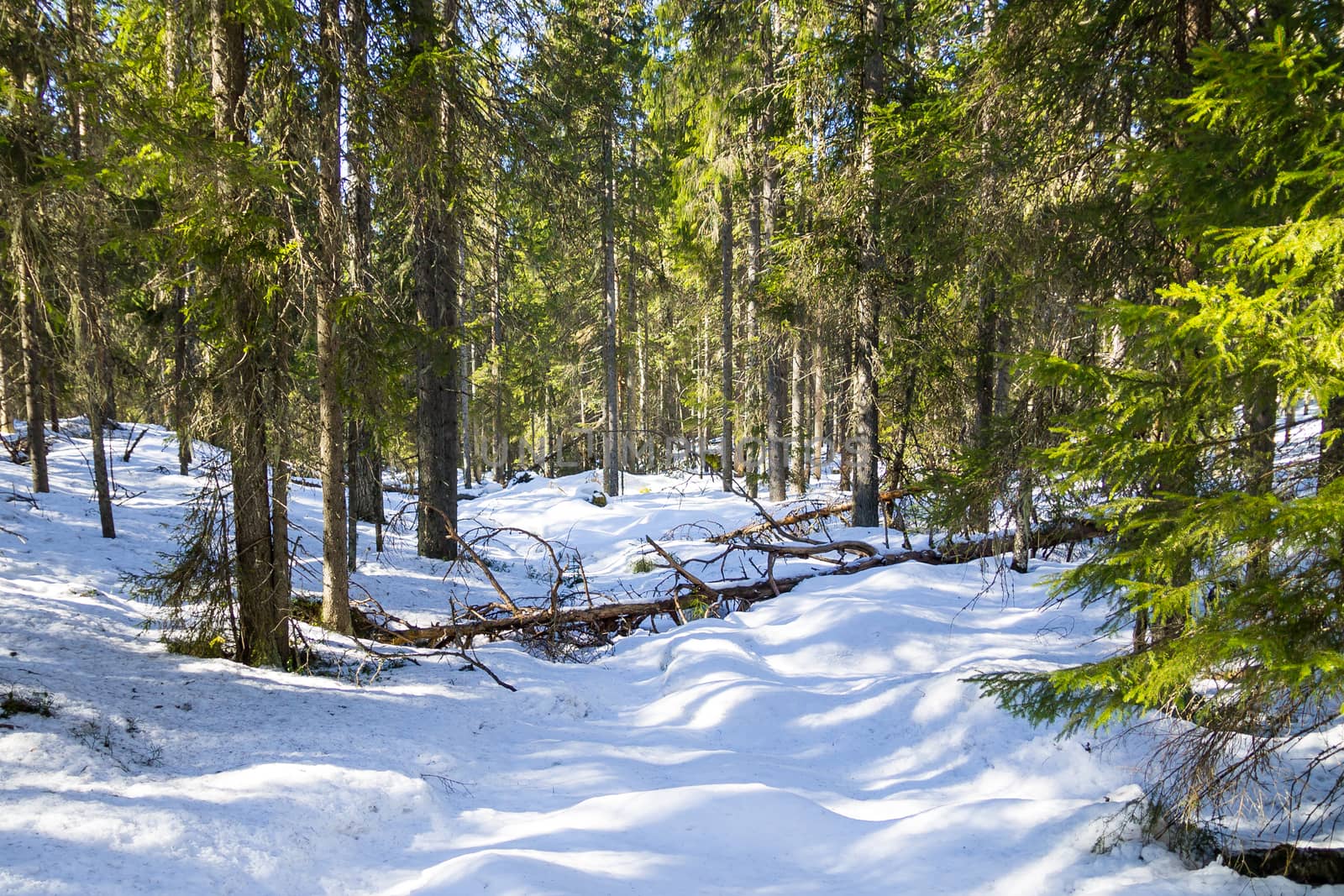 Snowy virgin forest in the winter