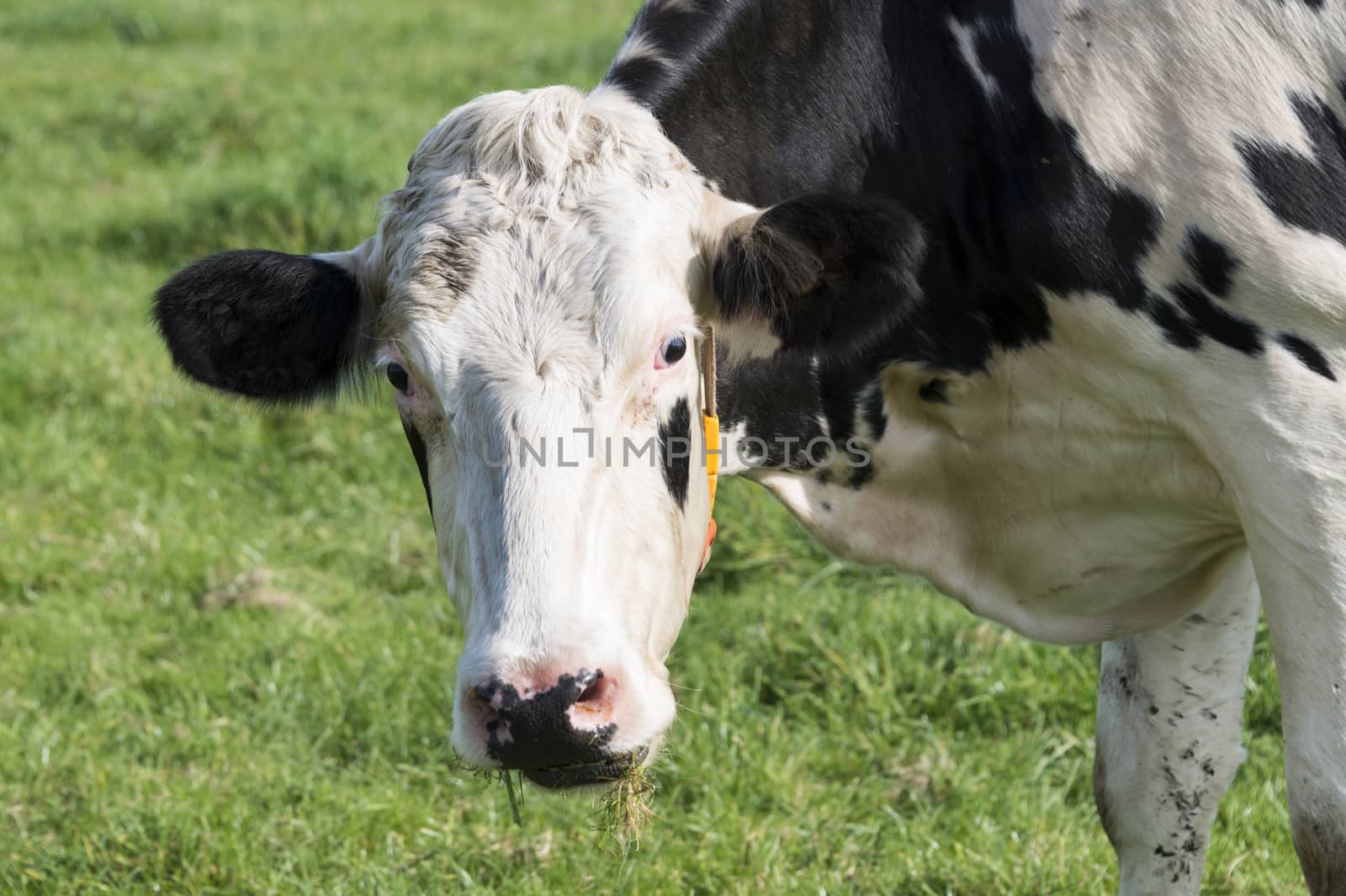 head from black and white cow looking at the camera