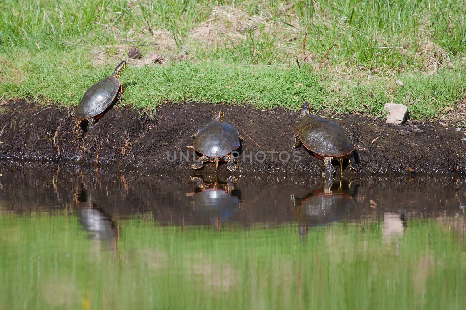 Painted Turtles came out of the water to get some sun.