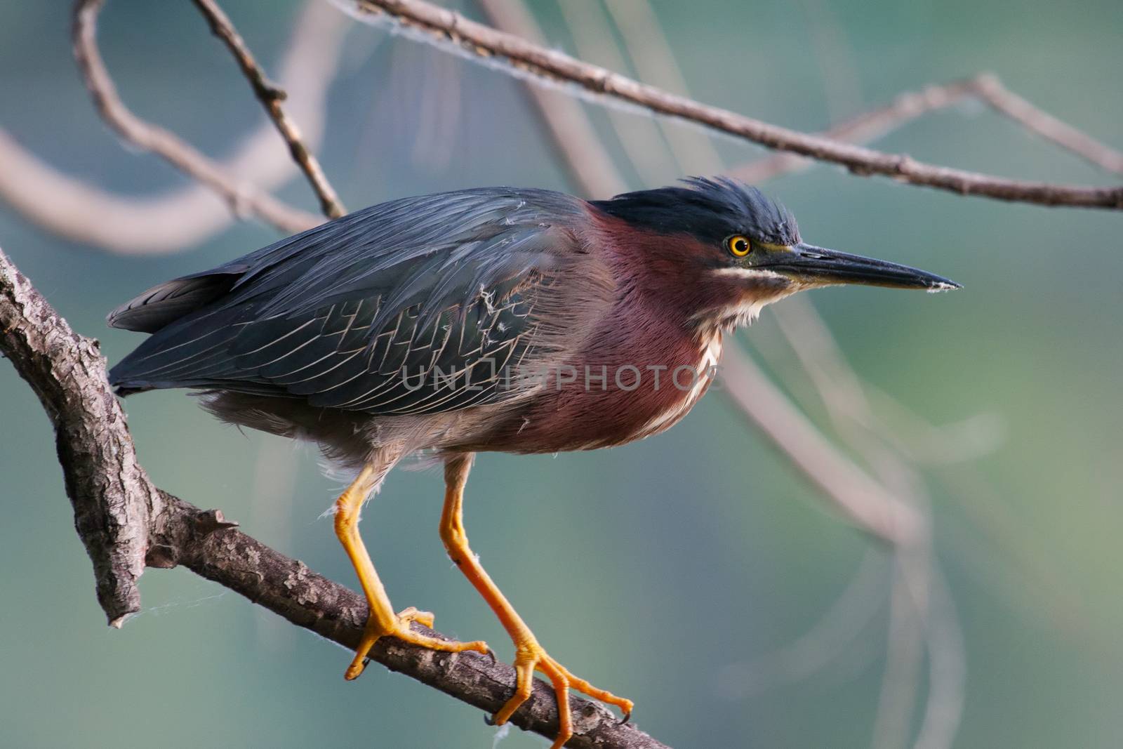 Green Heron (Butorides virescens) Stalking its Prey from a tree
