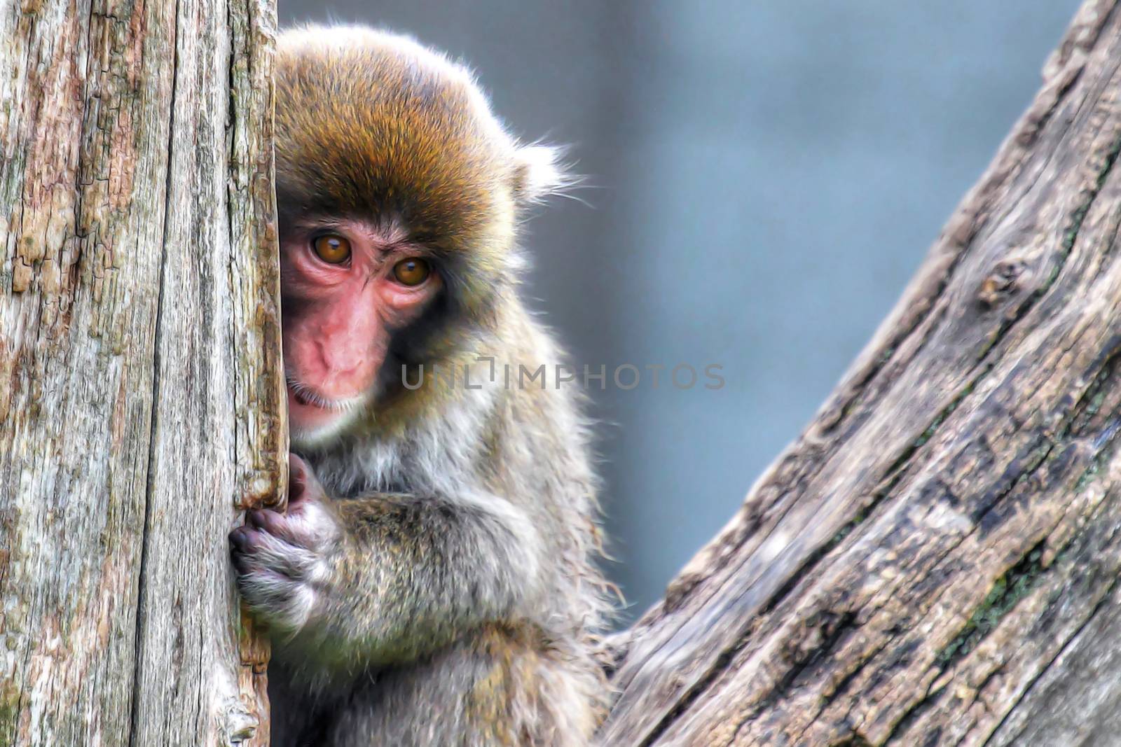 Macaque (Snow) Monkey's in High Dynamic Range hdr by Coffee999