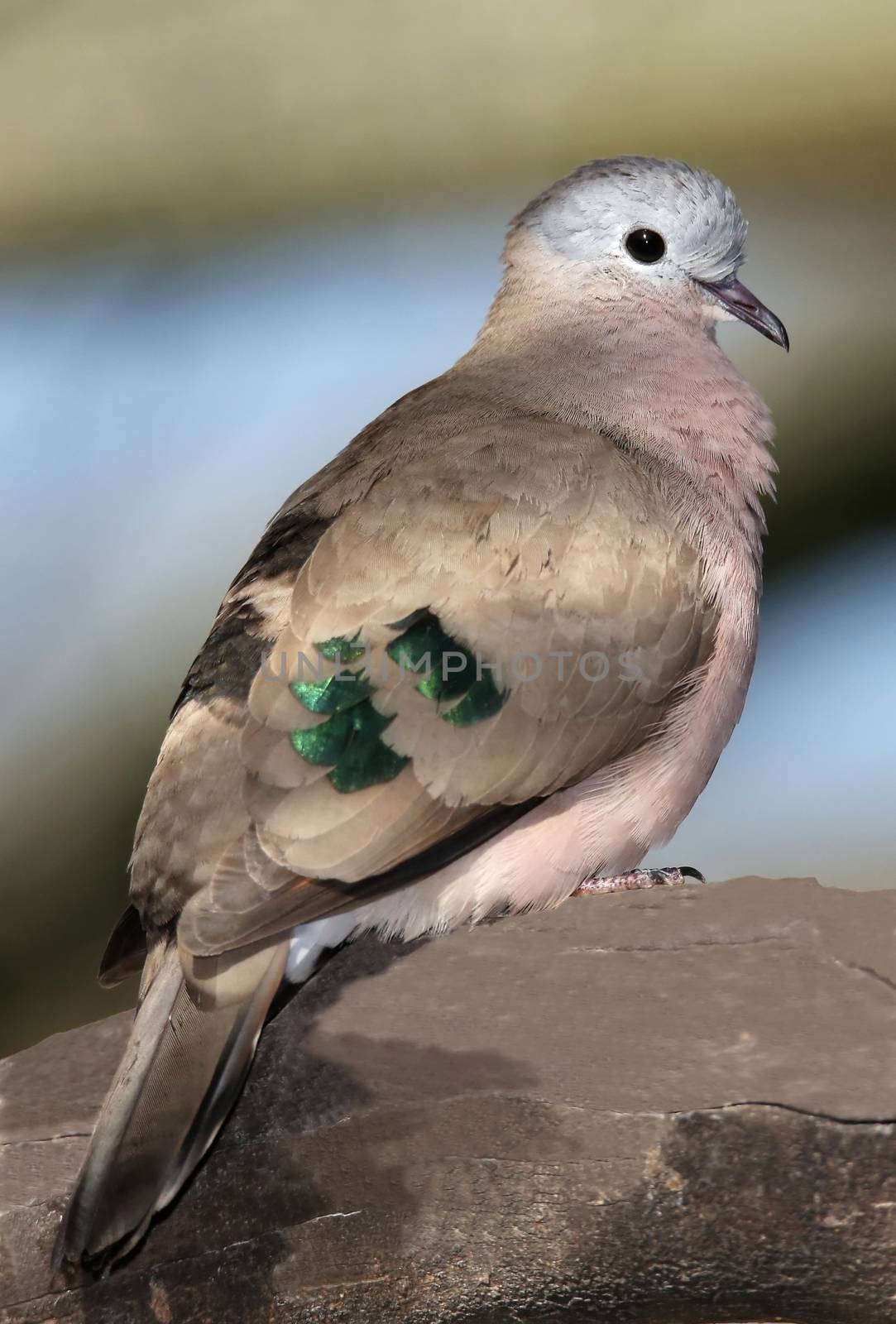 Dove  with shiny green feathers on it's wings