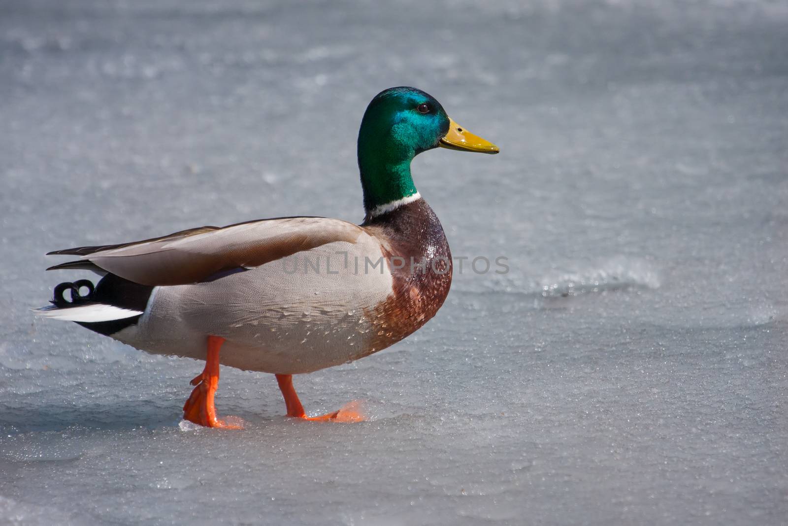 Mallard duck walking on the ice on a pond