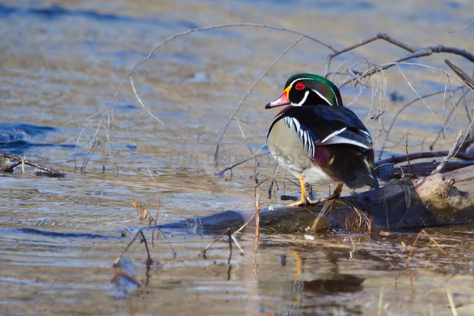 Colorful Drake Wood Duck perched in a tree.