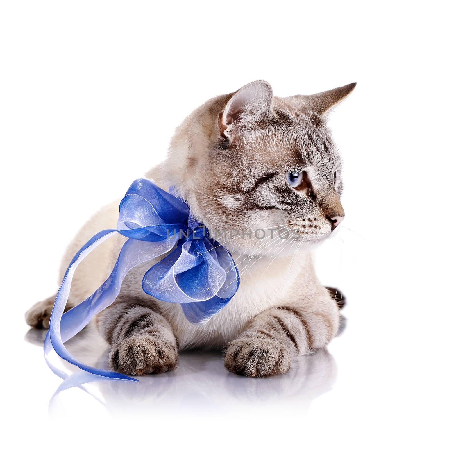Striped cat with a blue bow. by Azaliya