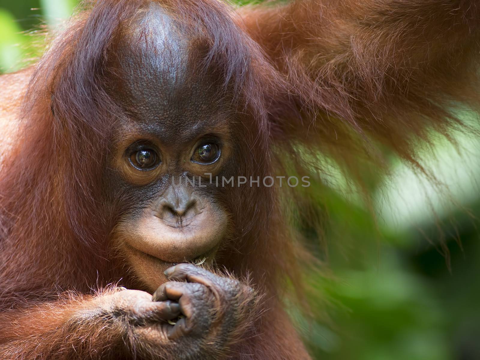 Orangutan in the jungle of Borneo, Malaysia