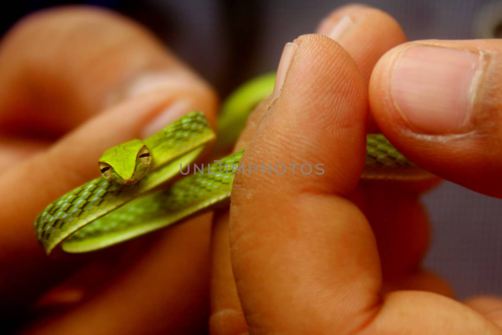 A tiny grass snake from the Indian tropical jungles, held in the hands.