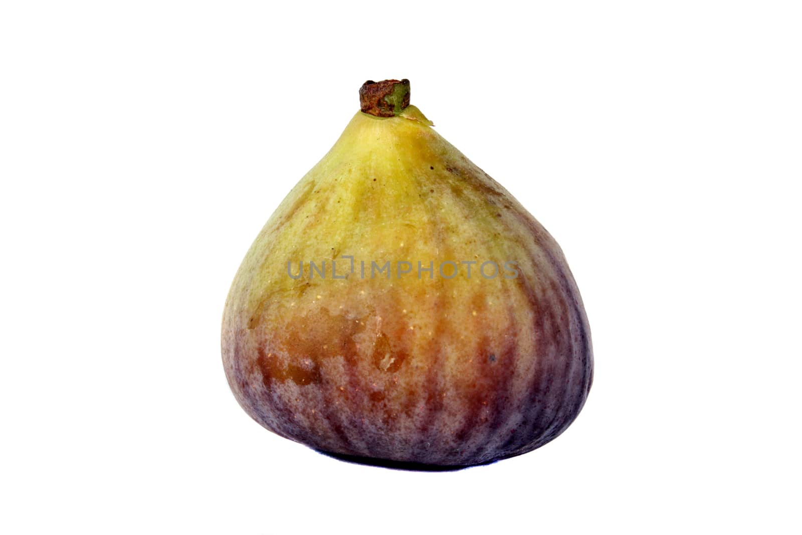 A ripe fig fruit generally grown in the Indian tropics, isolated on white background.