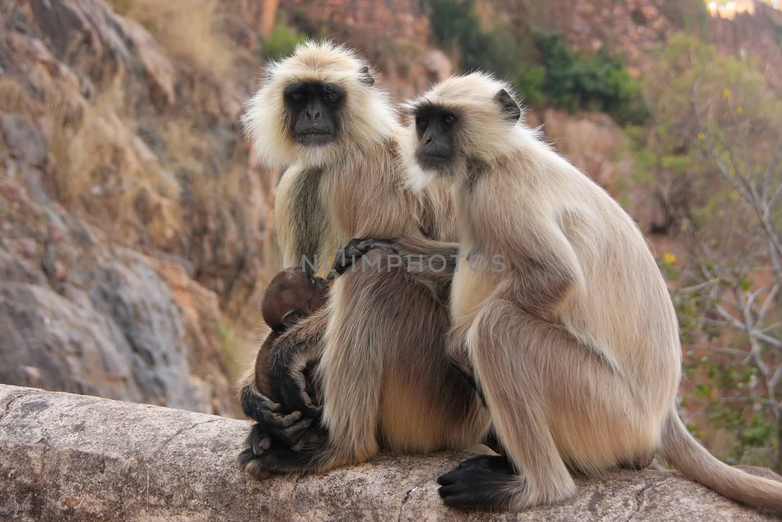 Gray langurs (Semnopithecus dussumieri) with a baby sitting at R by donya_nedomam