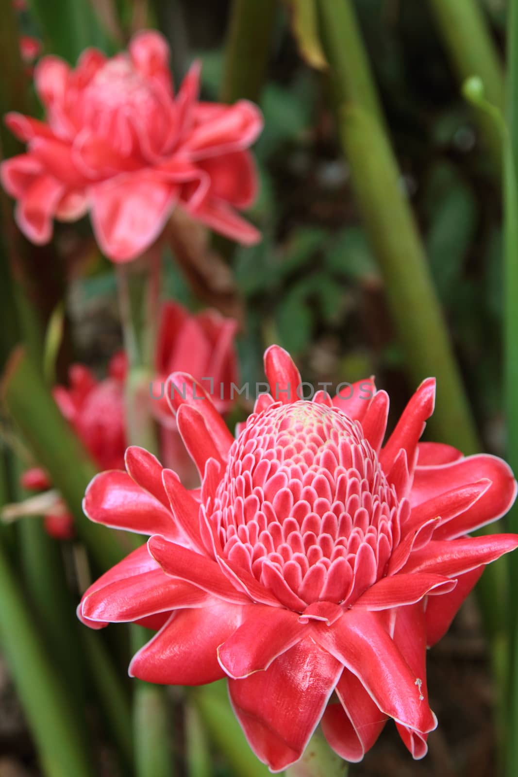 Flower red torch ginger by liewluck