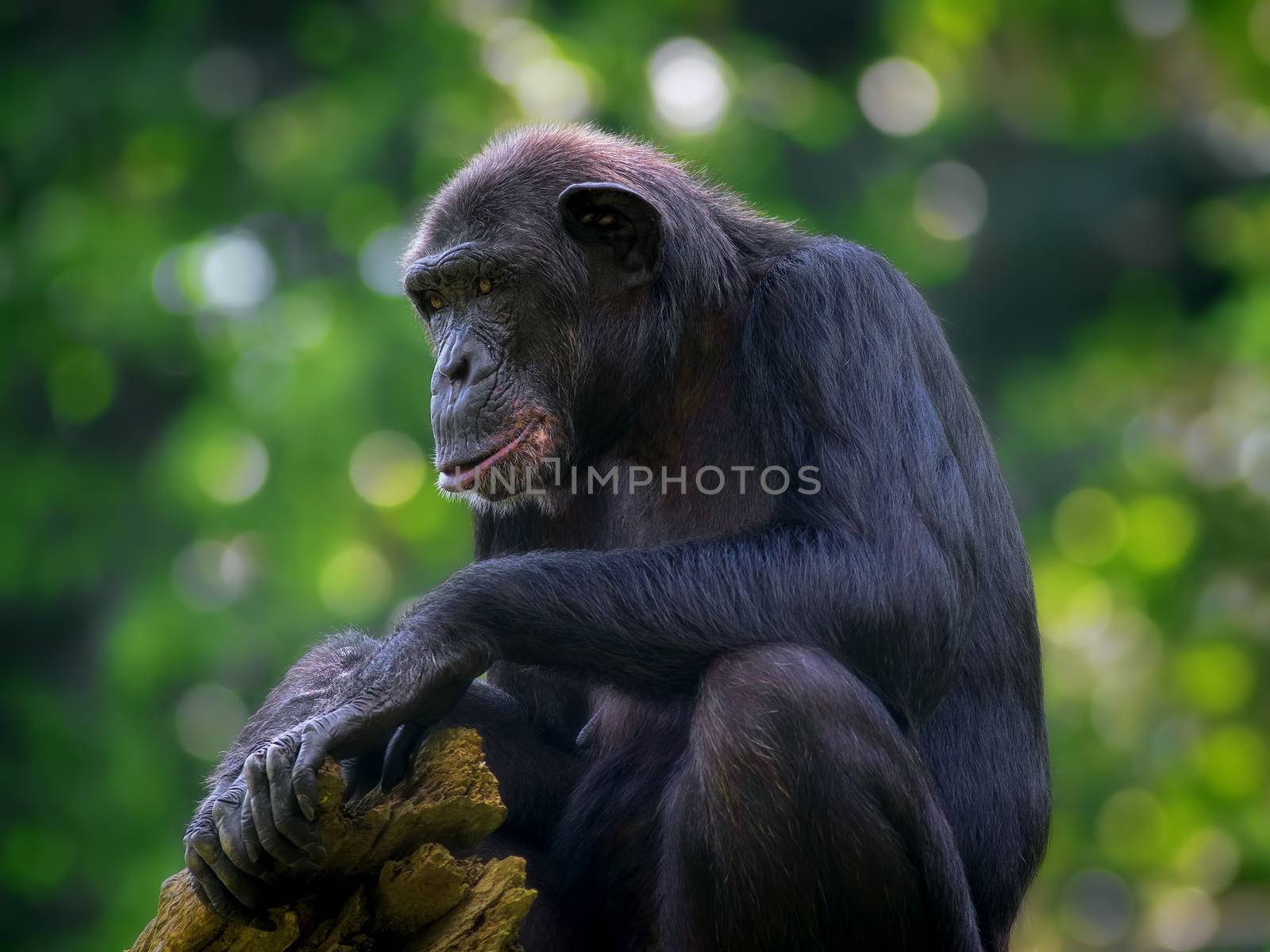 Common Chimpanzee sitting next to a river in the wild