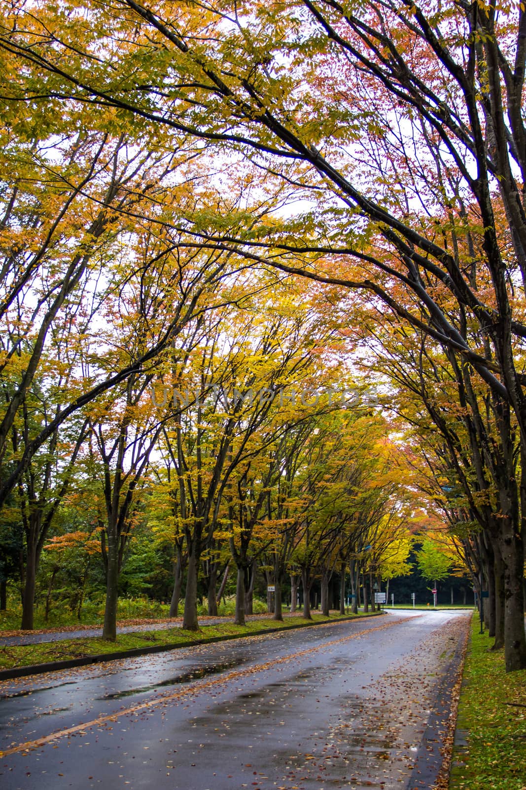 Tunnel from trees growing and road path