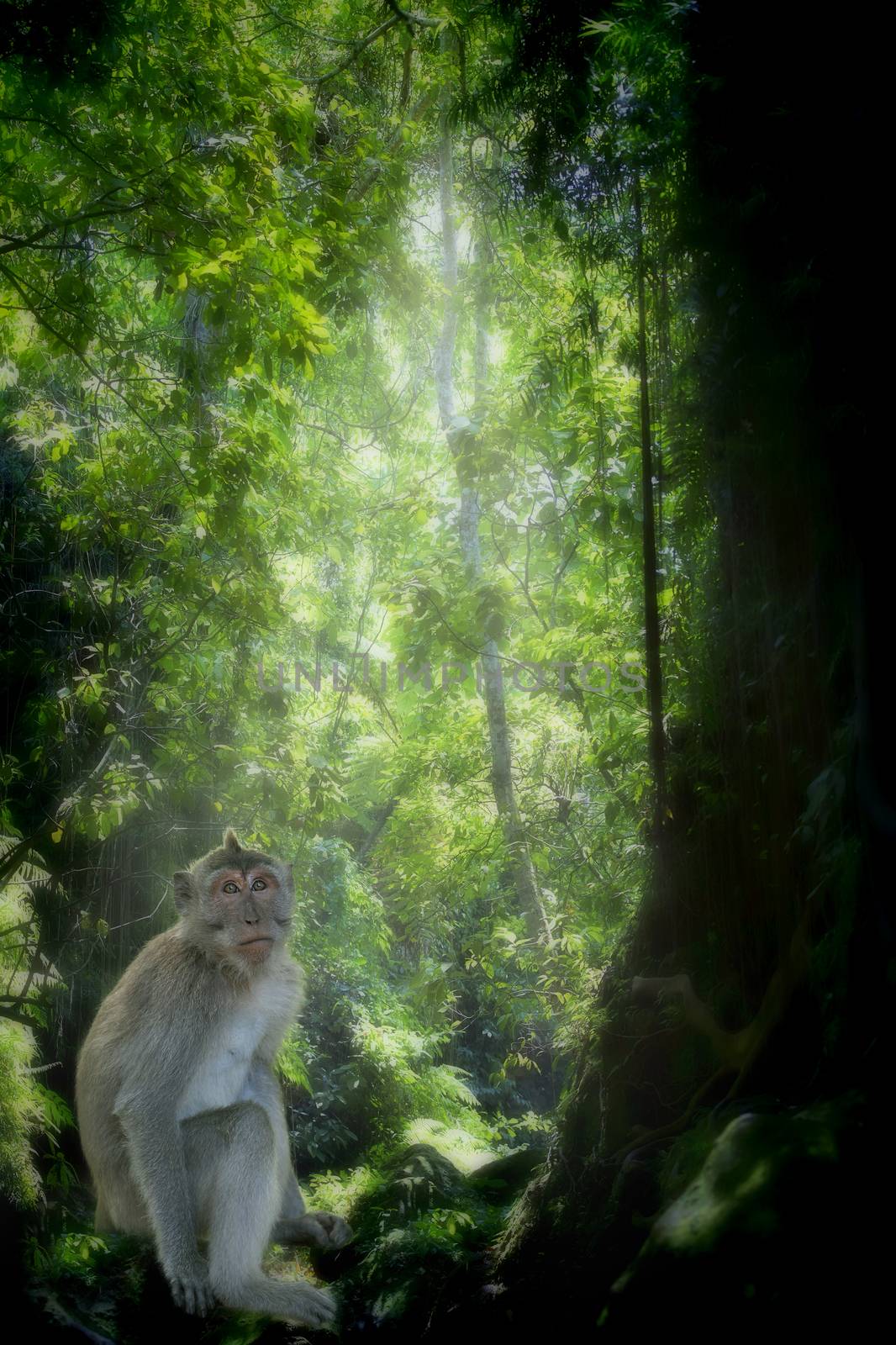 Long-tailed Macaque Monkey in the Monkey forest in Bali