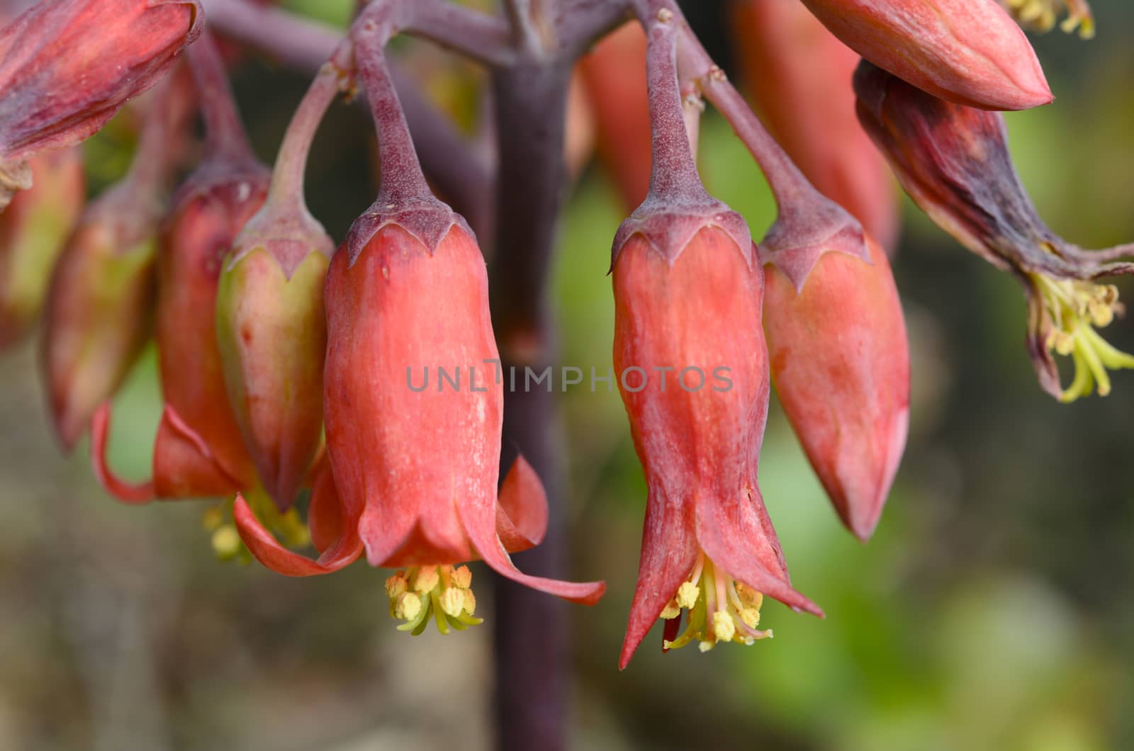 Brachychiton Acerifolius, its flowers are very cute, because they have the bright red bell-shaped flowers.
