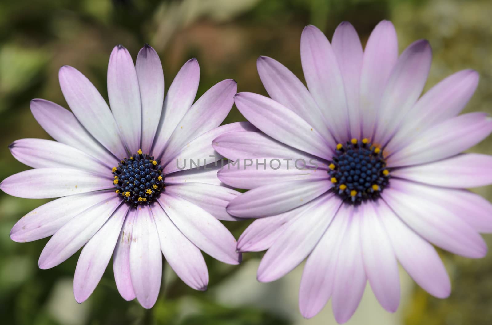 Summer meadow with violet daisies blooming