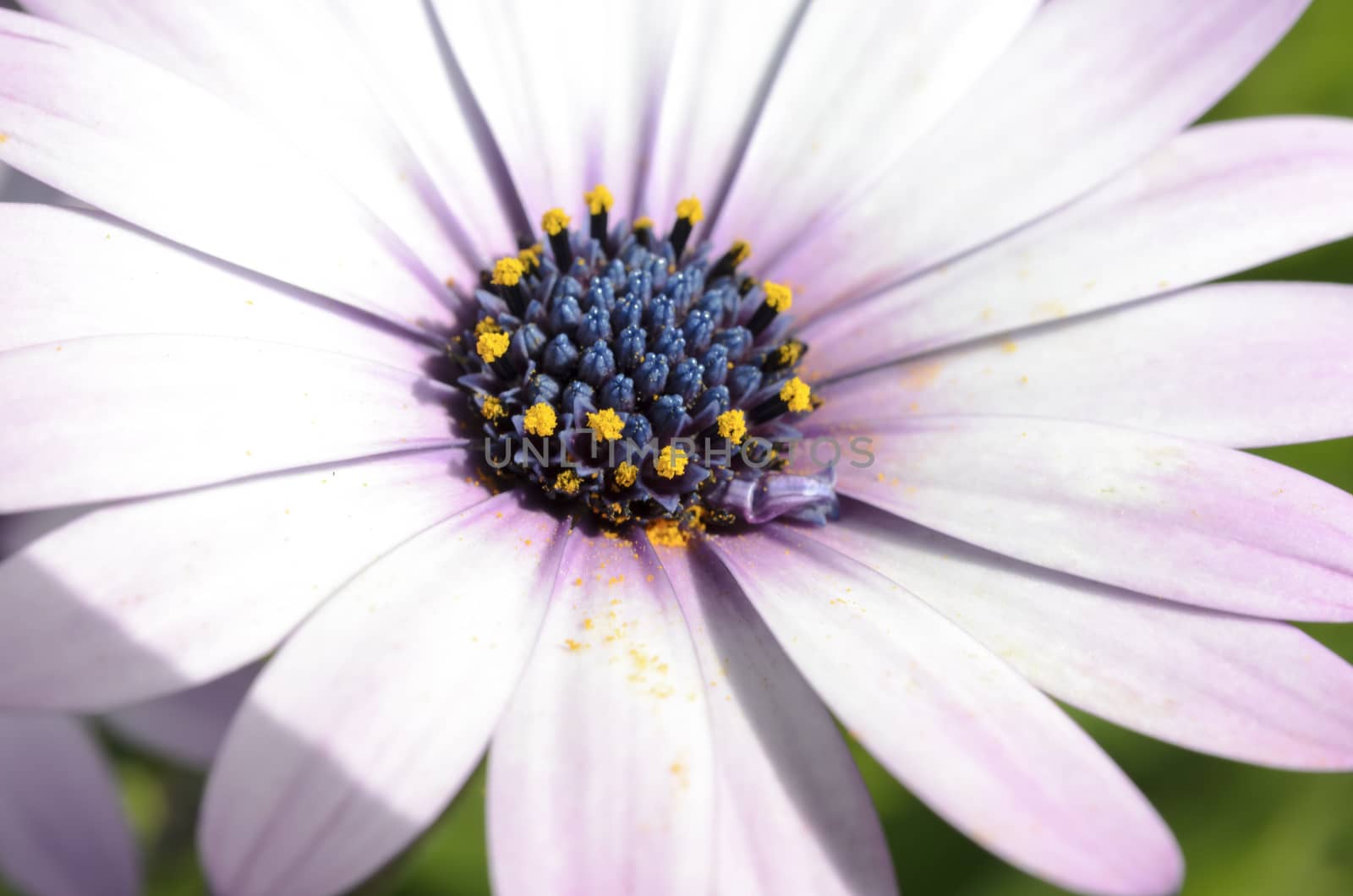 Summer meadow with violet daisies blooming