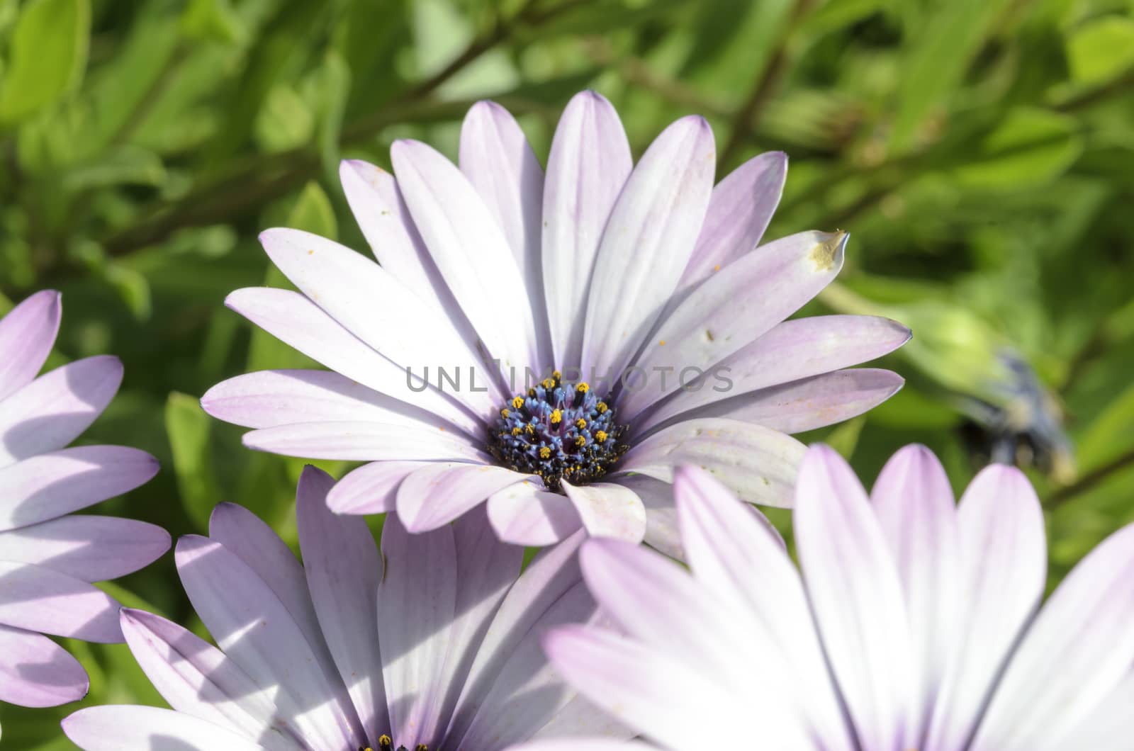 Summer meadow with violet daisies blooming