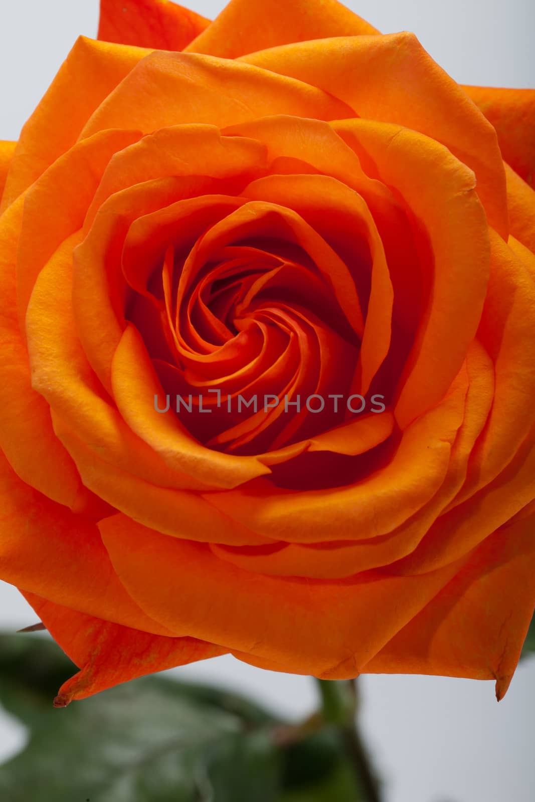 Close up image of single orange rose 