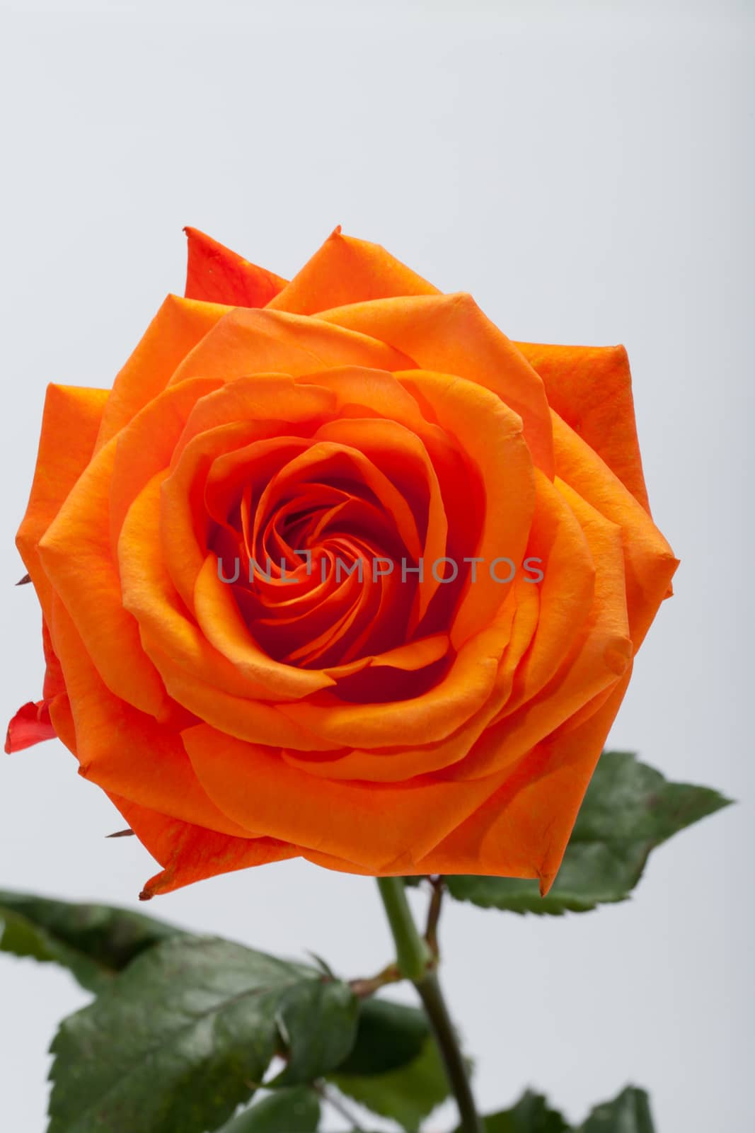 orange single rose isolated on white background