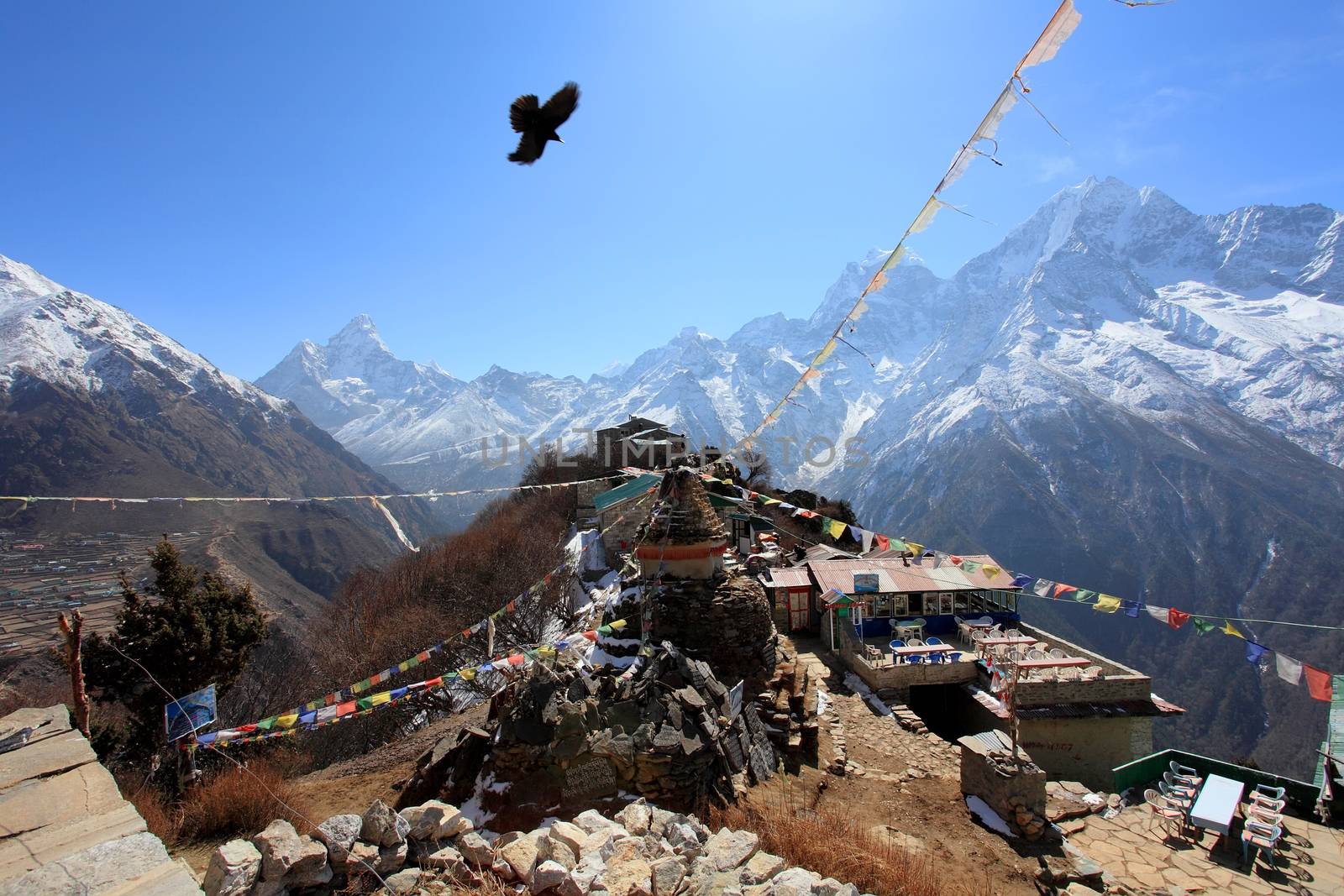 Eagle above the village in the mountains of Himalayas. Nepal