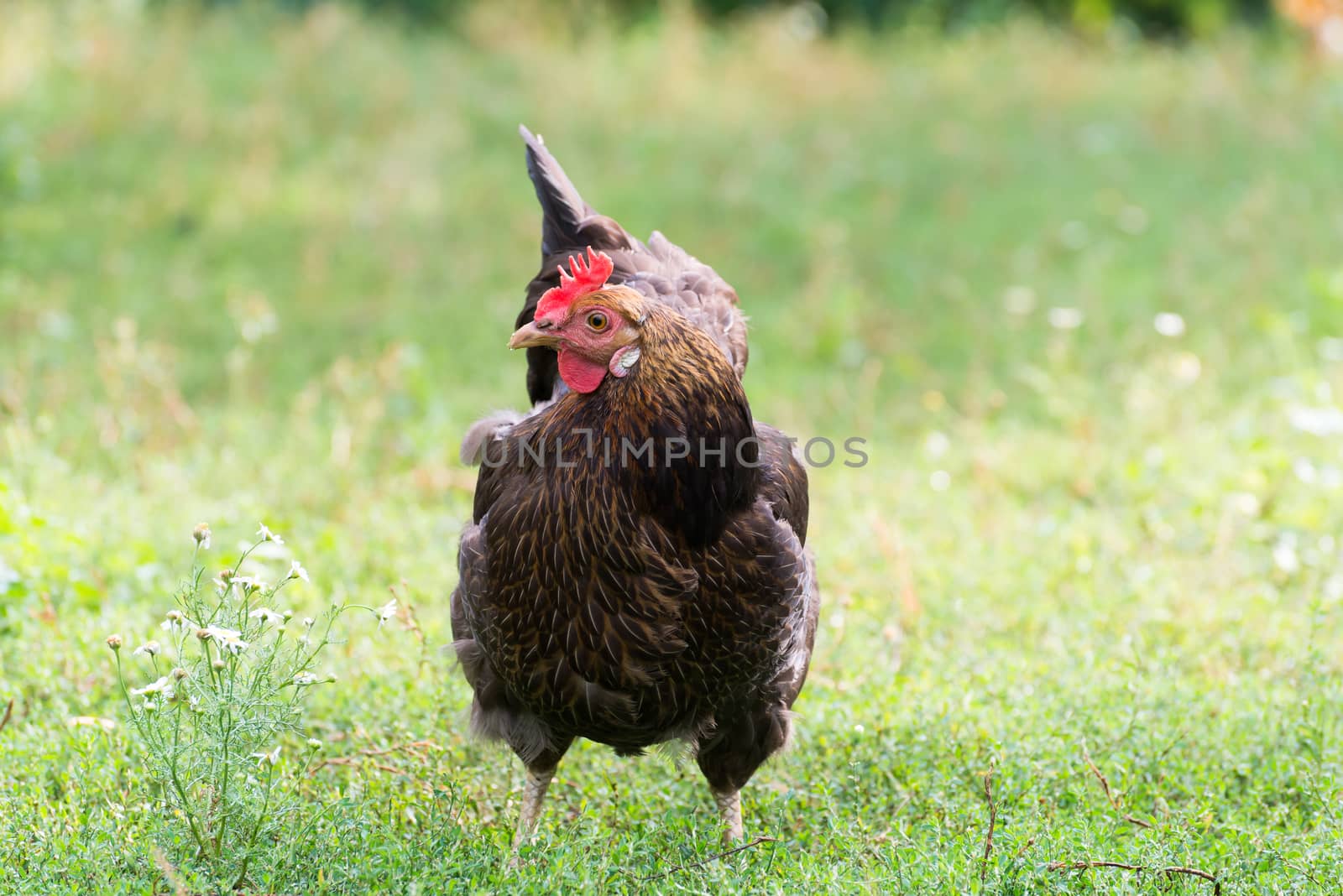 Chickens Laying hens  outdoors day by olgavolodina