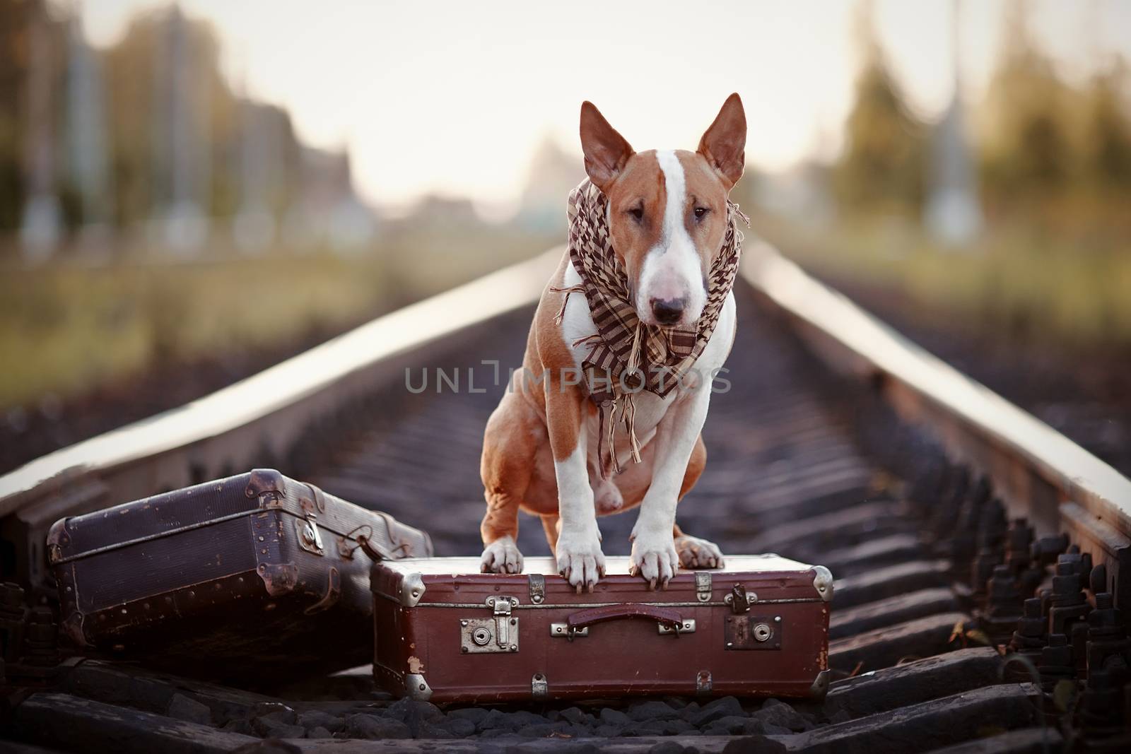 The bull terrier looks for the house. The dog waits for the owner. The lost dog. Bull terrier on the road. Dog on rails. Dog with suitcases.