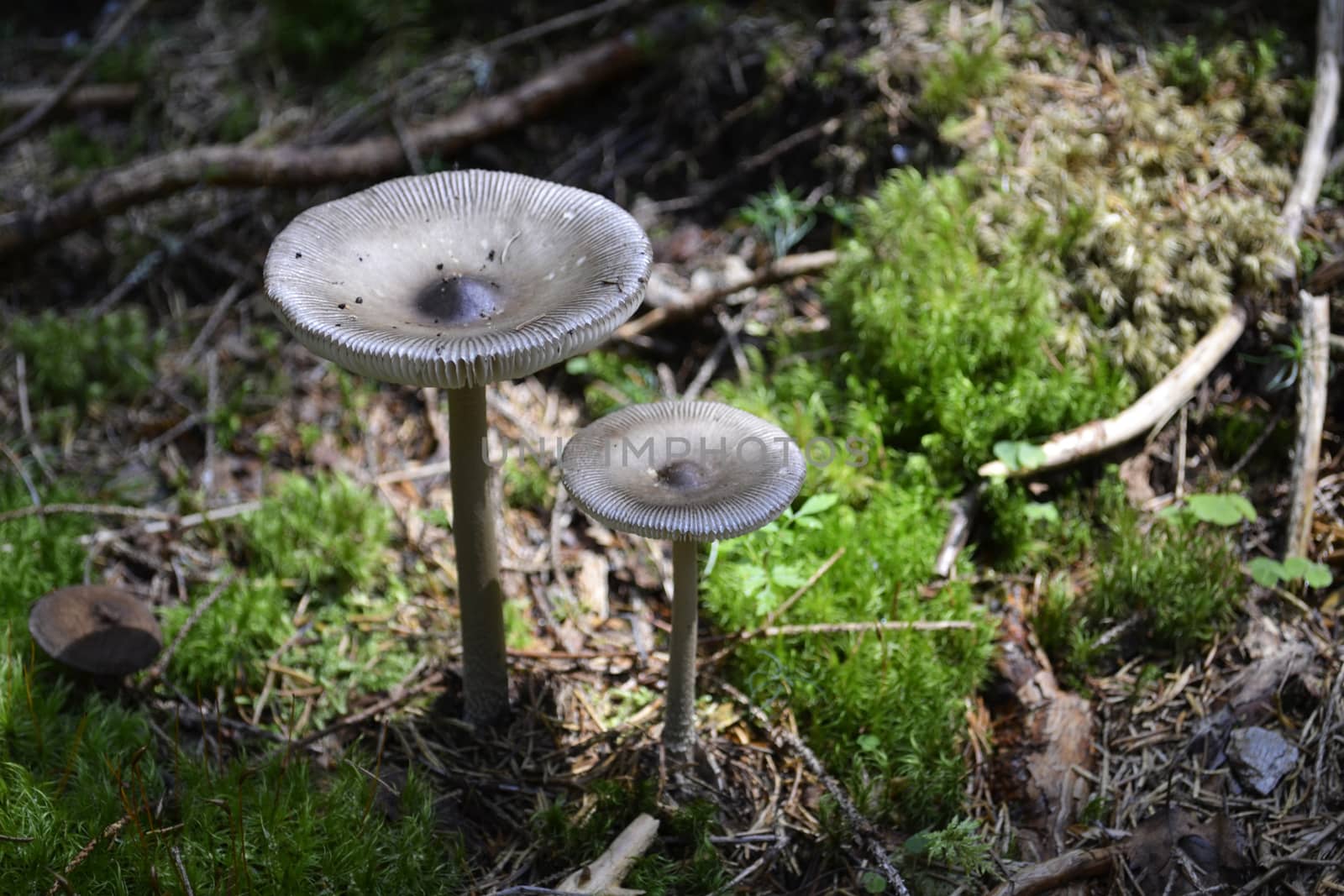 Amanita Mairei mushrooms
