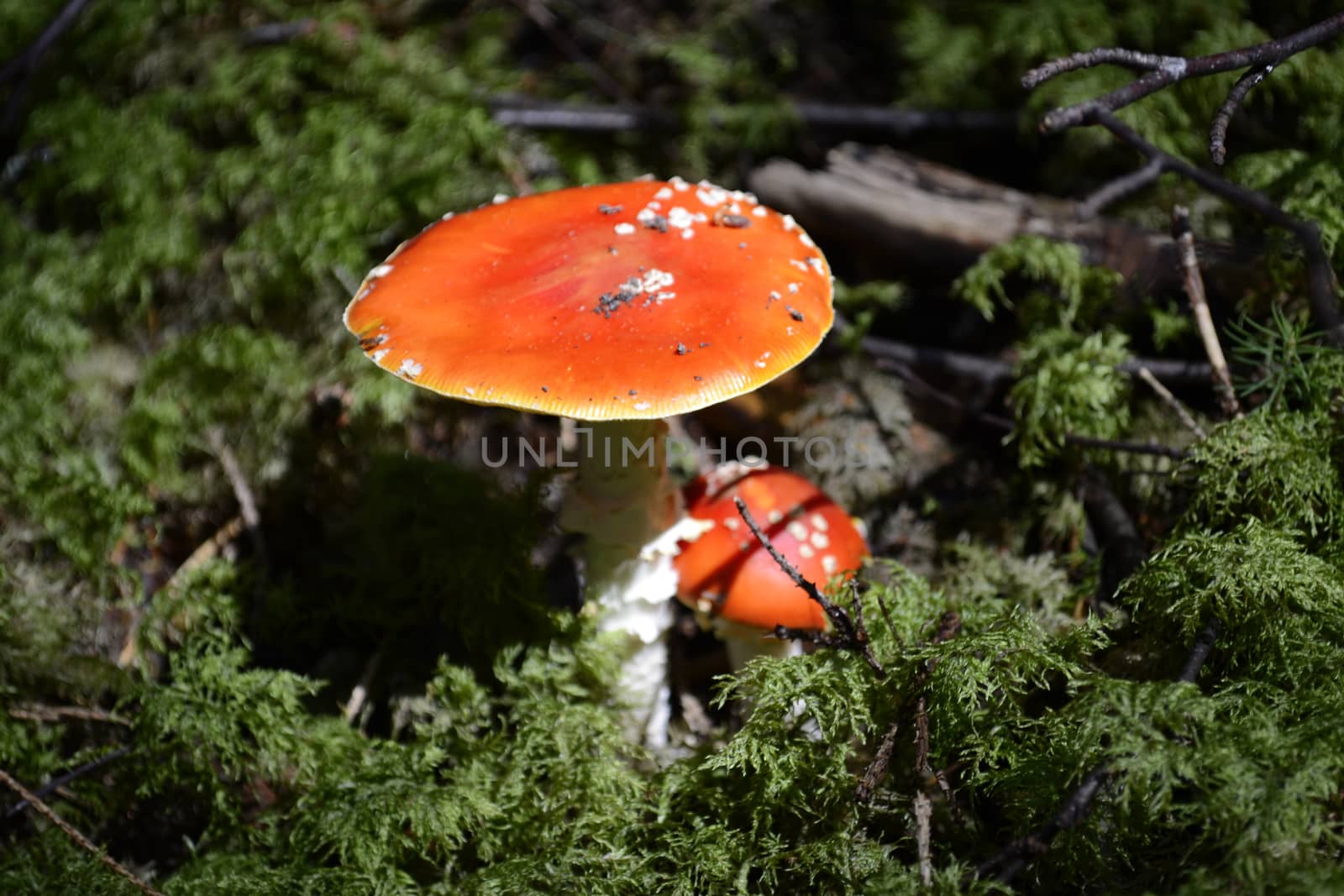 Amanita Muscaria mushrooms by hibrida13