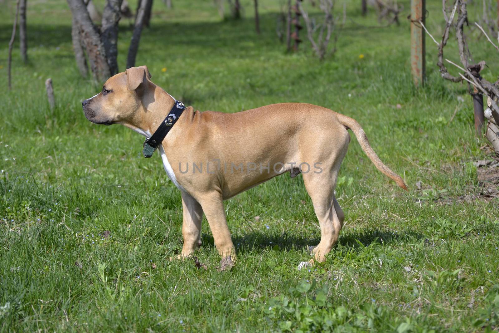 American Staffordshire Terrier in the garden by hibrida13