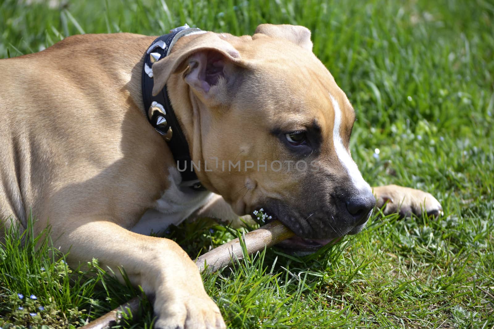 American Staffordshire Terrier playing with a stick