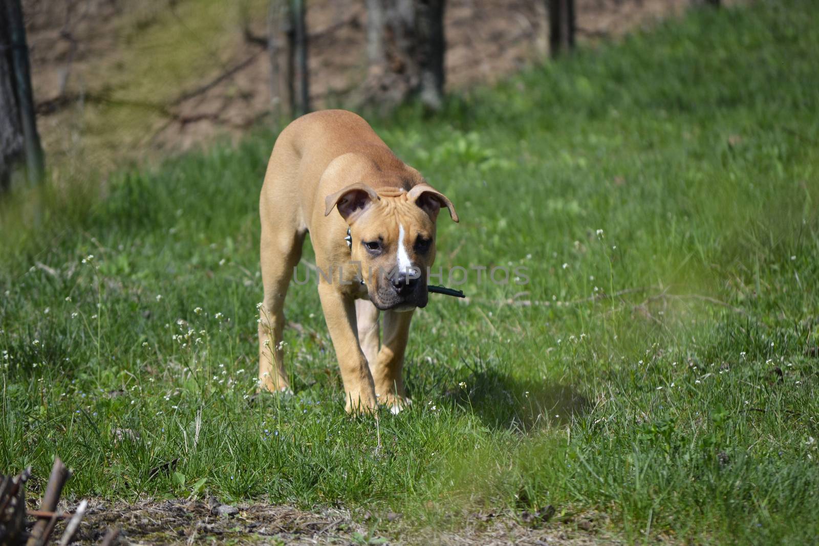 American Staffordshire Terrier puppy over by hibrida13