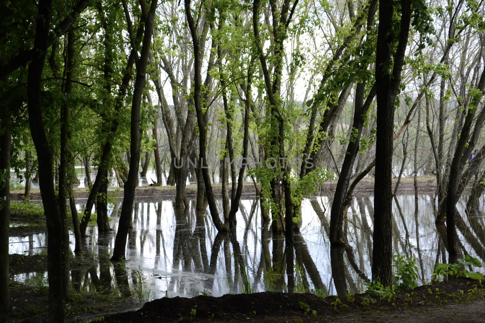 Beautiful landscape with trees by hibrida13