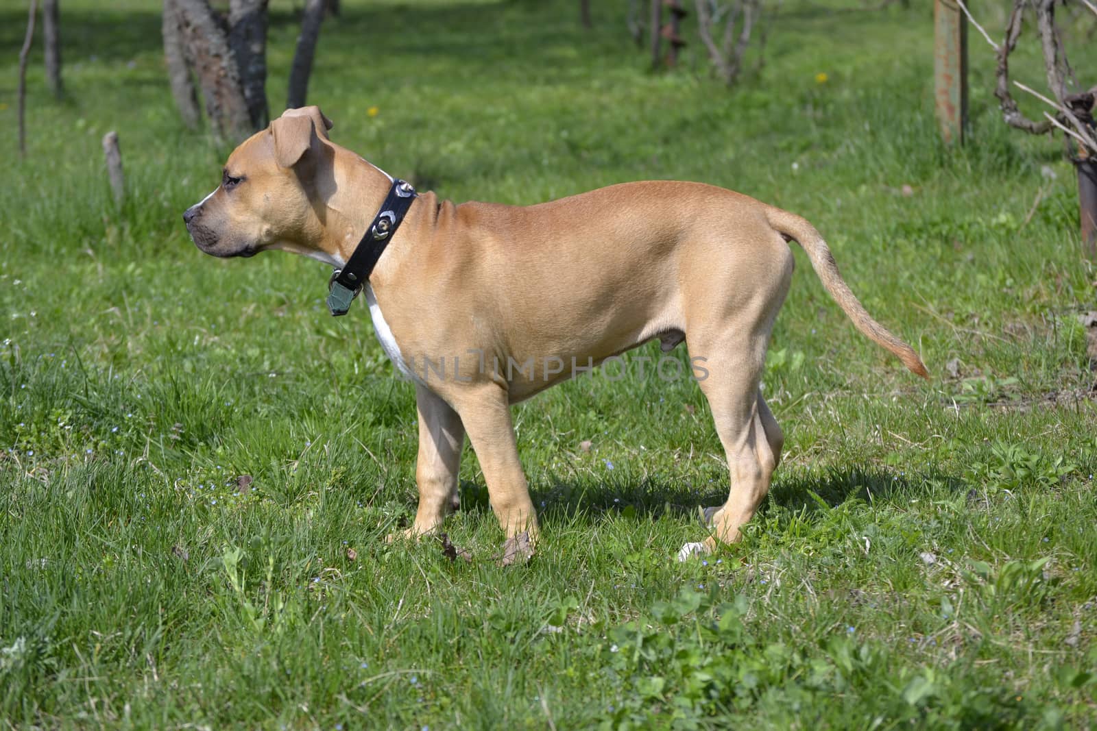 American Staffordshire Terrier puppy over green background by hibrida13